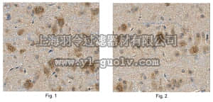 merck millipore,默克密理博,MABN522,Anti-TrpC7 Antibody, clone N64A/36