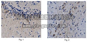 merck millipore,默克密理博,MABN523,Anti-REEP1 Antibody, clone N345/51