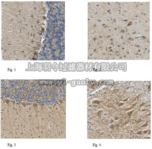 merck millipore,默克密理博,MABN525,Anti-Thorase/Atad1 Antibody, clone N125/10