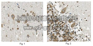 merck millipore,默克密理博,MABN527,Anti-iNOS/NOS II, clone 13F5.1 Antibody