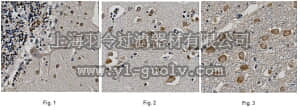 merck millipore,默克密理博,MABN529,Anti-Neuronal acetylcholine receptor α-7, clone 6F12.2 Antibody