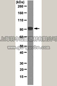 merck millipore,默克密理博,MABN52,Anti-REP-1 Antibody, clone 2F1