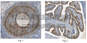 merck millipore,默克密理博,MABN531,Anti-Glypican-6 Antibody, clone 6A7.1