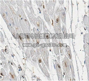 merck millipore,默克密理博,MABN534,Anti-Neuregulin-CRD, Type III Antibody, clone N126B/31