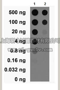 merck millipore,默克密理博,MABN538,Anti-MeCP2 Antibody, clone N227/21