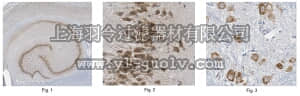 merck millipore,默克密理博,MABN539,Anti-FGF13A Antibody, clone N235/22