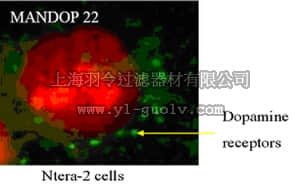 merck millipore,默克密理博,MABN53,Anti-Dopamine D2 receptor (DRD2) Antibody, clone 3D9