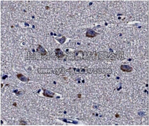 merck millipore,默克密理博,MABN540,Anti-mGluR5 Antibody, clone N75/33