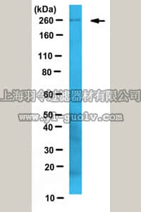 merck millipore,默克密理博,MABN541,Anti-LRRK2 Antibody, clone N231B/34