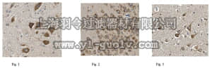 merck millipore,默克密理博,MABN605,Anti-Pan-PTPR Antibody,clone N165/43