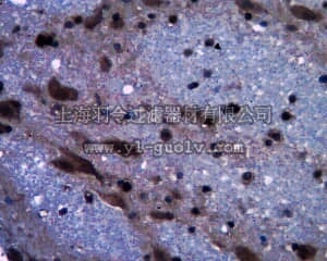 merck millipore,默克密理博,MABN60,Anti-Huntingtin Antibody, clone 4A4.2