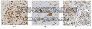 merck millipore,默克密理博,MABN614,Anti-MESD Antibody, clone N88/12C
