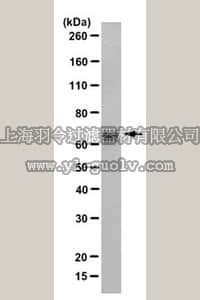 merck millipore,默克密理博,MABN616,Anti-Potassium Channel Kv1.2 Antibody, clone K36/15