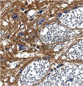merck millipore,默克密理博,MABN621,Anti-Pan-Neurofascin Antibody, clone L11A/41