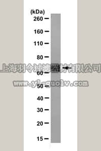 merck millipore,默克密理博,MABN623,Anti-Pannexin-2 Antibody, clone N121A/3a