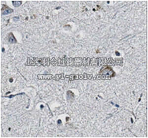 merck millipore,默克密理博,MABN624,Anti-Pan-QKI Antibody, clone N147/6