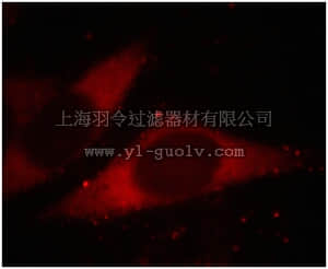 merck millipore,默克密理博,MABN632,Anti-CTCFL Antibody