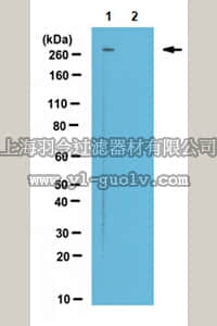 merck millipore,默克密理博,MABN635,Anti-phospho LRRK2 (Ser910) Antibody, clone ID8