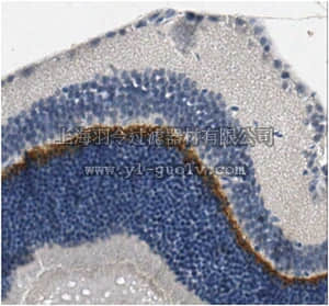 merck millipore,默克密理博,MABN641,Anti-TMEM16B Antibody, clone 7H10