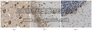 merck millipore,默克密理博,MABN643,Anti-NDUFS3 Antibody, clone 6H7.1