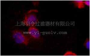 merck millipore,默克密理博,MABN644,Anti-LRAT Antibody, clone M34-P1F10