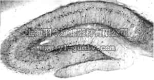 merck millipore,默克密理博,MABN649,Anti-Potassium Channel KChIP1 Antibody