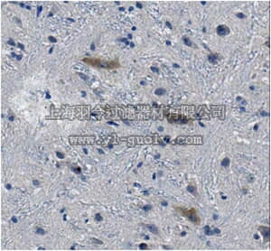 merck millipore,默克密理博,MABN653,Anti-Nalcn Antibody, clone N185/7