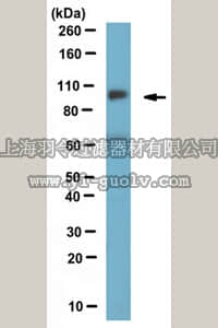merck millipore,默克密理博,MABN656,Anti-NGL-2 Antibody, clone N50/36