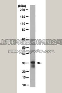 merck millipore,默克密理博,MABN657,Anti-Potassium Channel KChIP Antibody, clone K55/82