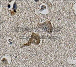 merck millipore,默克密理博,MABN658,Anti-KvBeta1 Antibody, clone K40/17