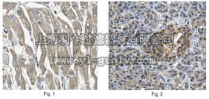 merck millipore,默克密理博,MABN659,Anti-PEX7 Antibody, clone N232/9