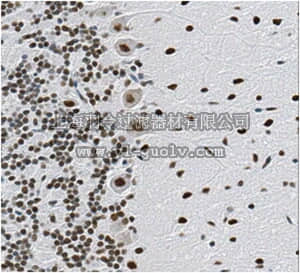 merck millipore,默克密理博,MABN661,Anti-QKI-5 Antibody, clone N195A/16