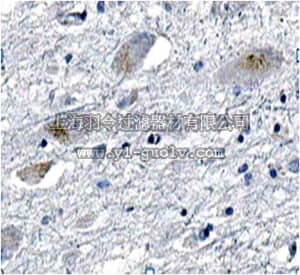 merck millipore,默克密理博,MABN662,Anti-S100a5 Antibody, clone N176A/35