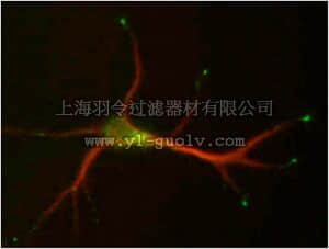 merck millipore,默克密理博,MABN663,Anti-STMN2 Antibody, clone L5/1