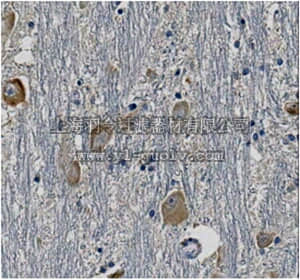 merck millipore,默克密理博,MABN665,Anti-Synaptotagmin-7 Antibody, clone N275/14