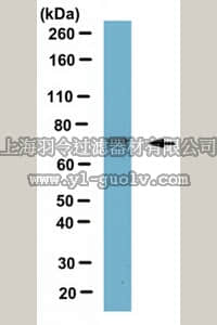 merck millipore,默克密理博,MABN666,Anti-TRIP8b Antibody, clone N212A/34