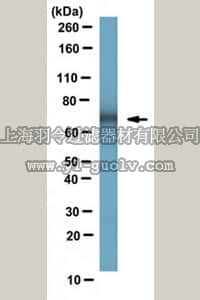 merck millipore,默克密理博,MABN669,Anti-Dopamine Transporter Antibody, clone mAb16