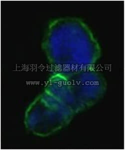 merck millipore,默克密理博,MABN670,Anti-LCN1 Antibody, clone 10B10