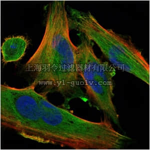 merck millipore,默克密理博,MABN671,Anti-DLK1 Antibody, clone 3A10