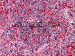 merck millipore,默克密理博,MABN673,Anti-ARNTL Antibody, clone 1C5