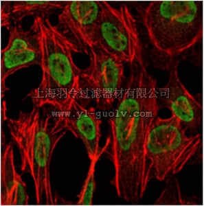 merck millipore,默克密理博,MABN674,Anti-PSIP1 Antibody, clone 6E4