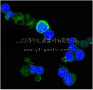 merck millipore,默克密理博,MABN681,Anti-TrkA Antibody, clone 6B2