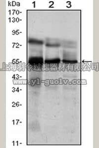 merck millipore,默克密理博,MABN683,Anti-ETV5 Antibody, clone 3H3