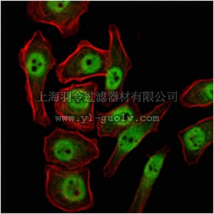 merck millipore,默克密理博,MABN685,Anti-KDM4A Antibody, clone5H1
