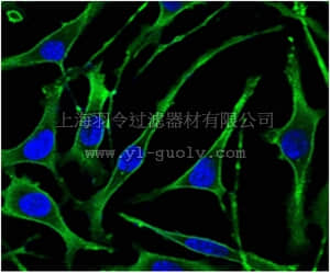 merck millipore,默克密理博,MABN688,Anti-PTH1R Antibody, clone 4D2