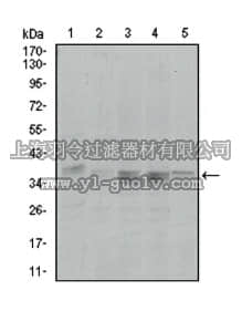 merck millipore,默克密理博,MABN690,Anti-PPP1CA Antibody, clone 5E9