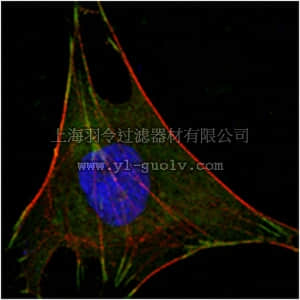merck millipore,默克密理博,MABN691,Anti-GPI Antibody, clone 1B7D7