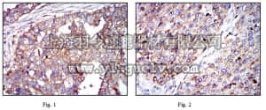 merck millipore,默克密理博,MABN696,Anti-G6PD Antibody, clone 2H7