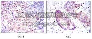 merck millipore,默克密理博,MABN704,Anti-ASS1 Antibody, clone 2C10