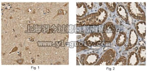 merck millipore,默克密理博,MABN706,Anti-ZNF804A Antibody, clone 10F8.2